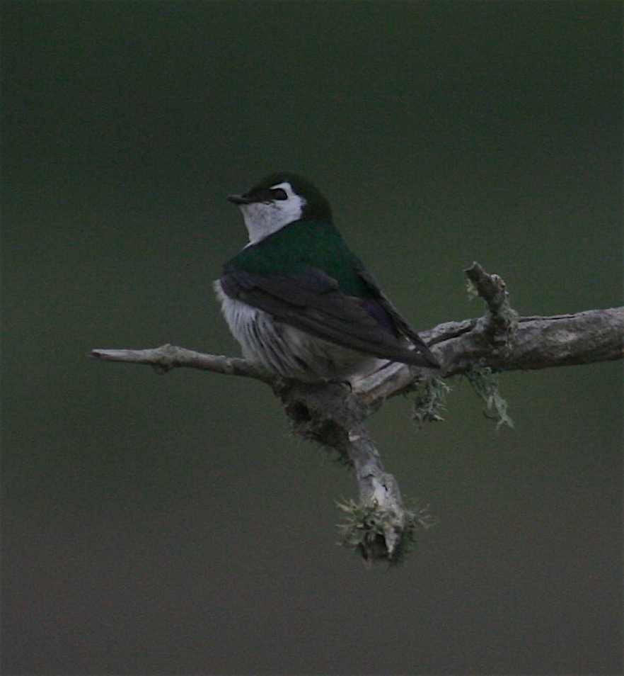 Violet-green Swallow - ML341999841
