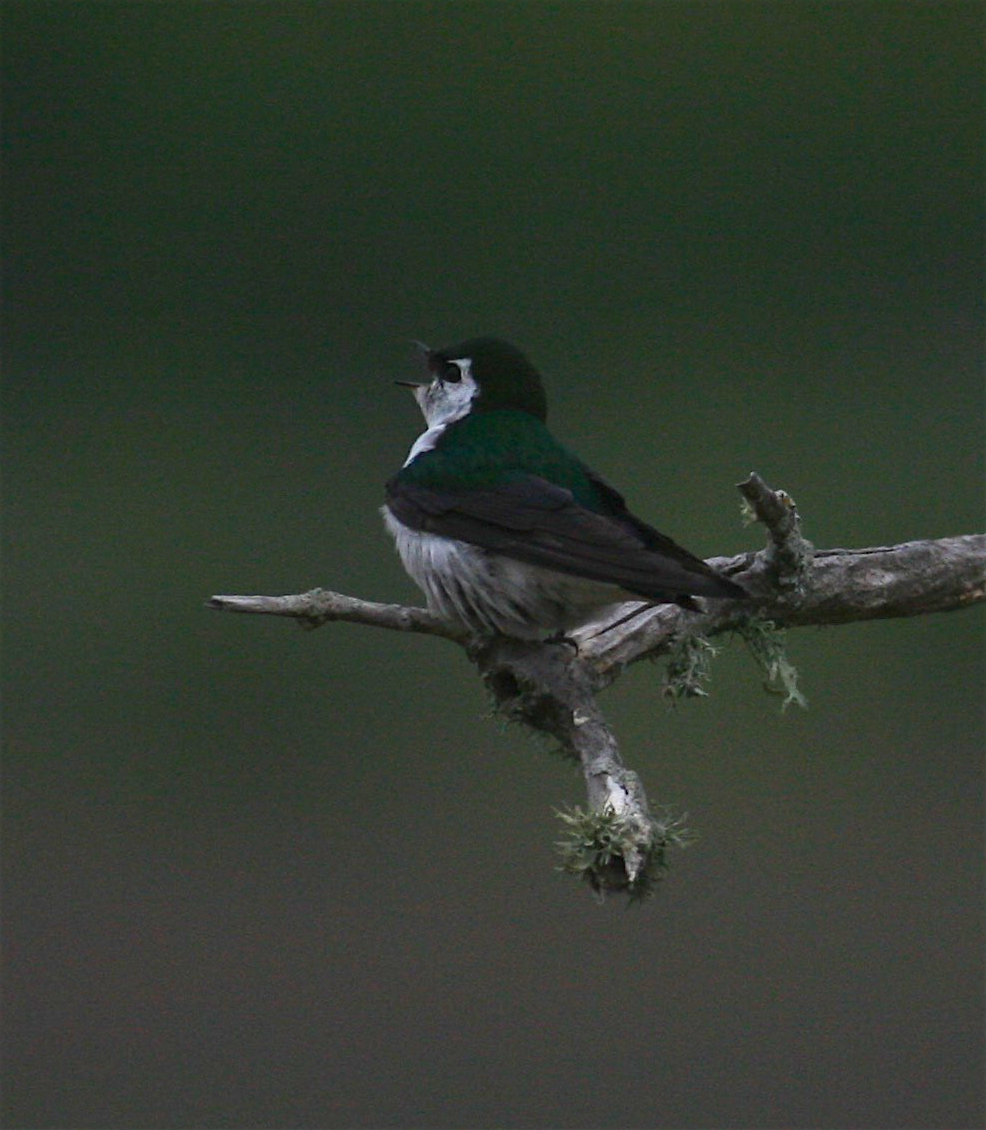 Violet-green Swallow - ML341999871