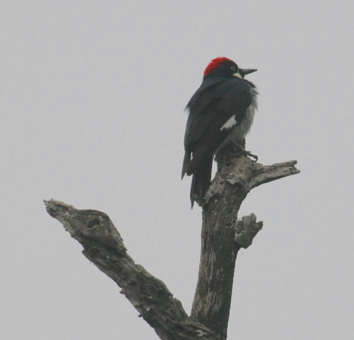 Acorn Woodpecker - ML341999951