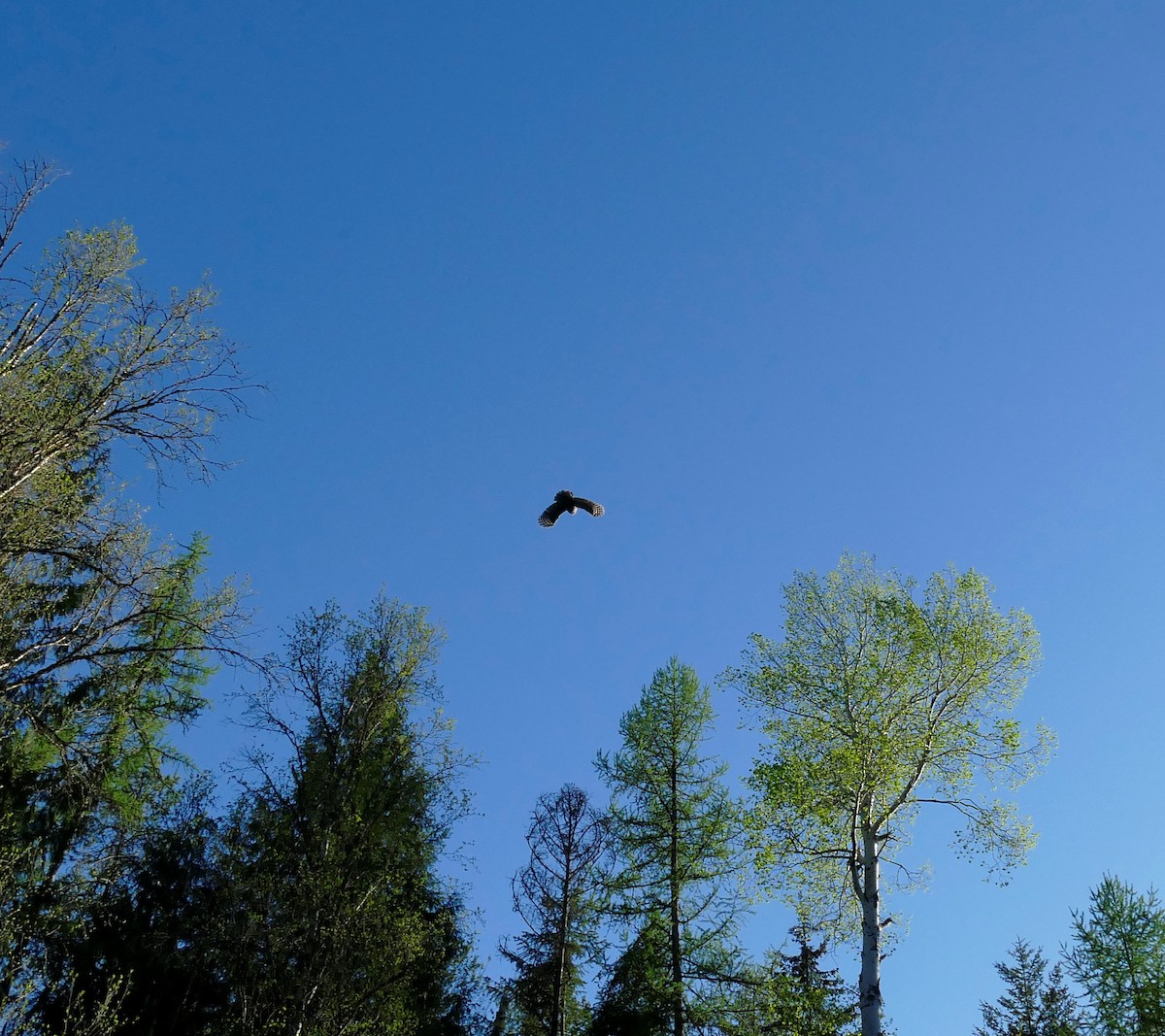 Barred Owl - ML342000401