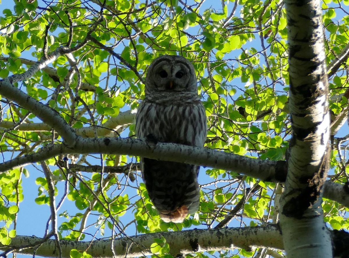 Barred Owl - Ron Smith