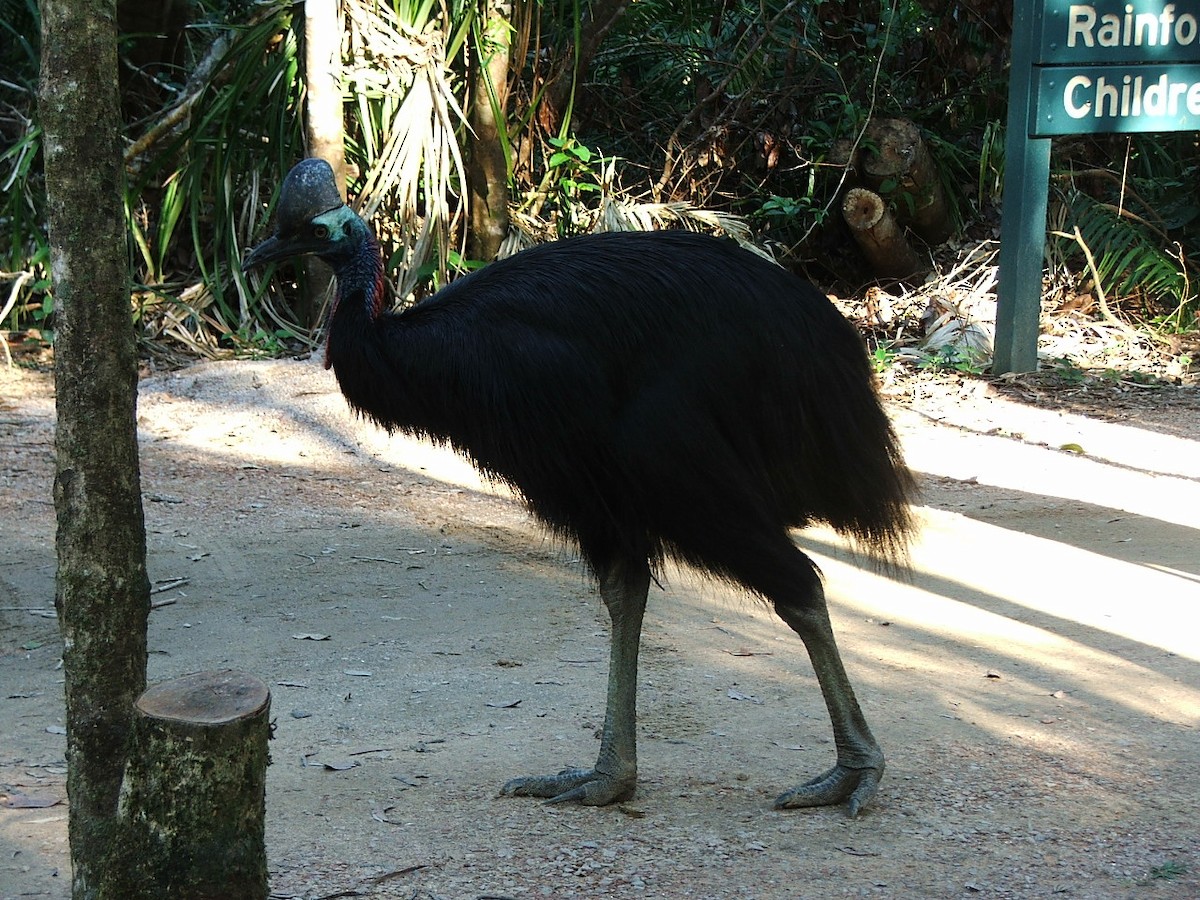 Southern Cassowary - ML342002431