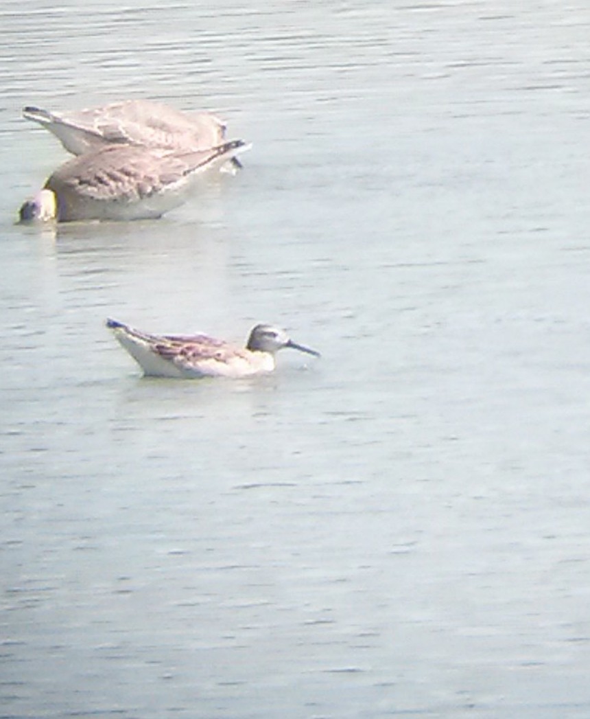 Wilson's Phalarope - Cam Lee