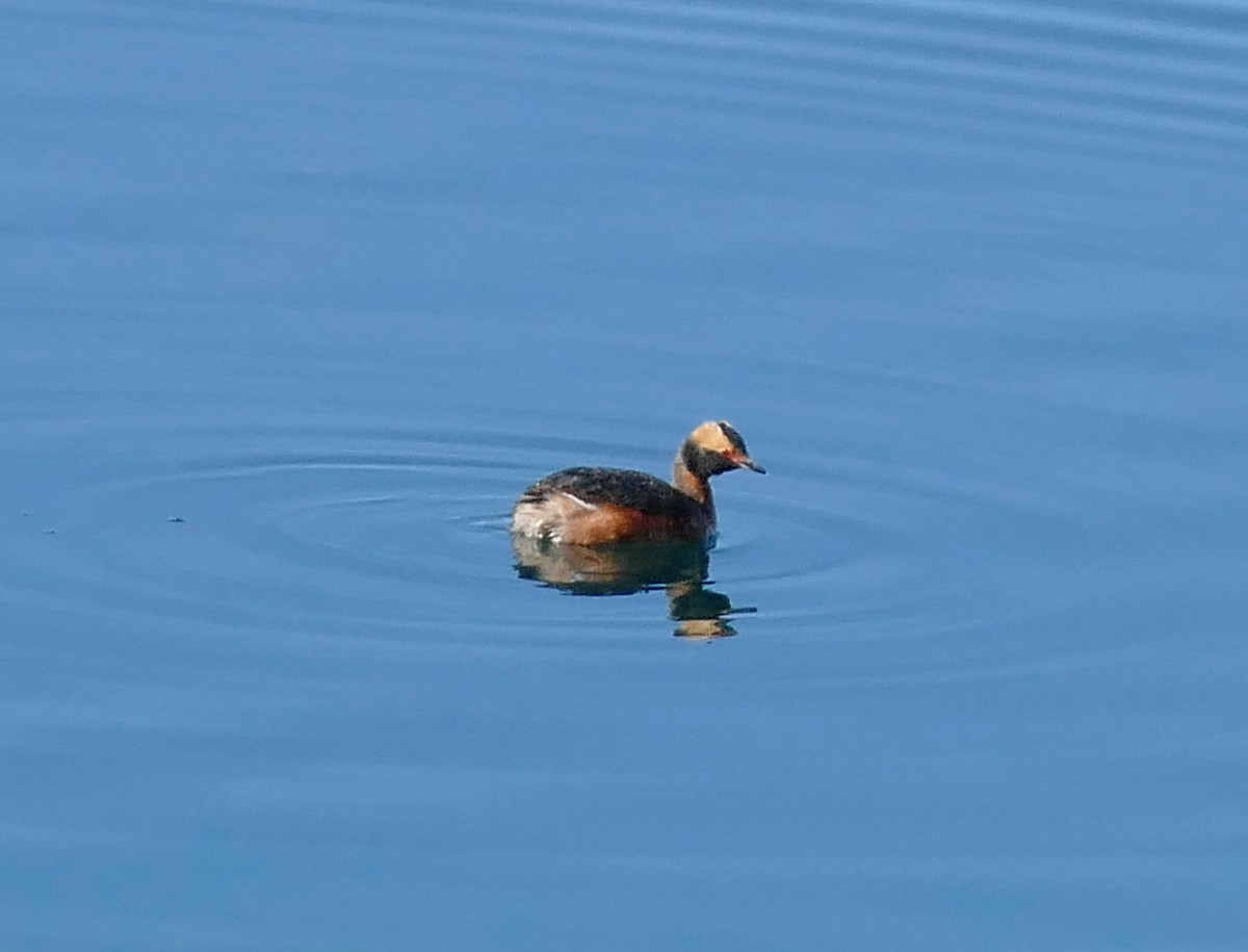 Horned Grebe - ML342005951