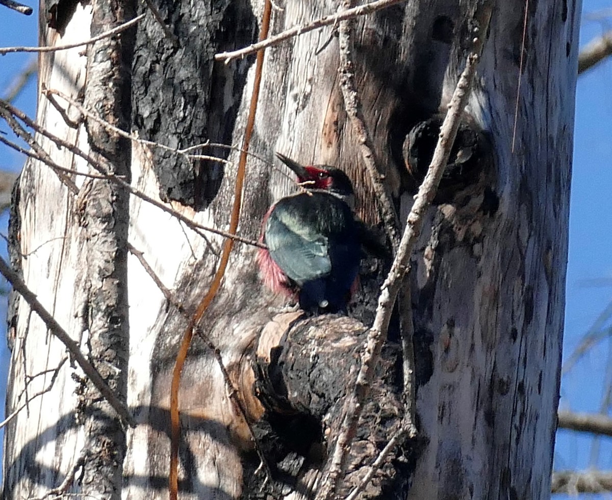 Lewis's Woodpecker - ML342006131