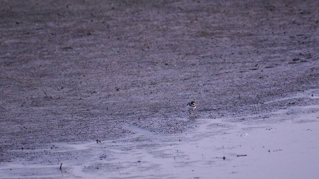 Semipalmated Plover - ML342006201