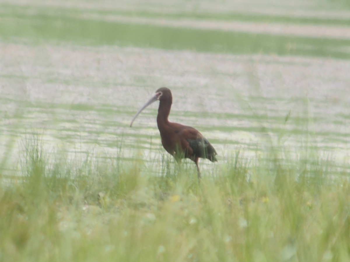 White-faced Ibis - ML342008671