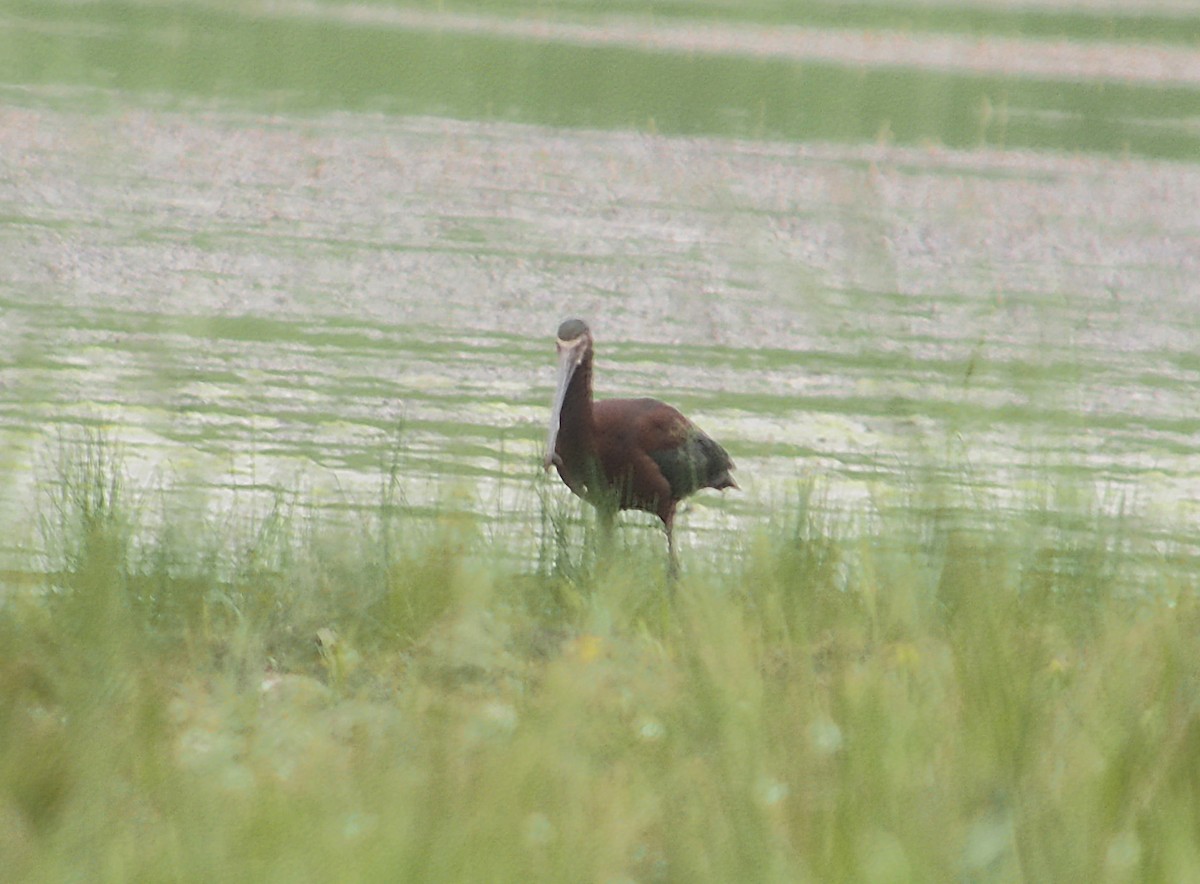 White-faced Ibis - ML342008681