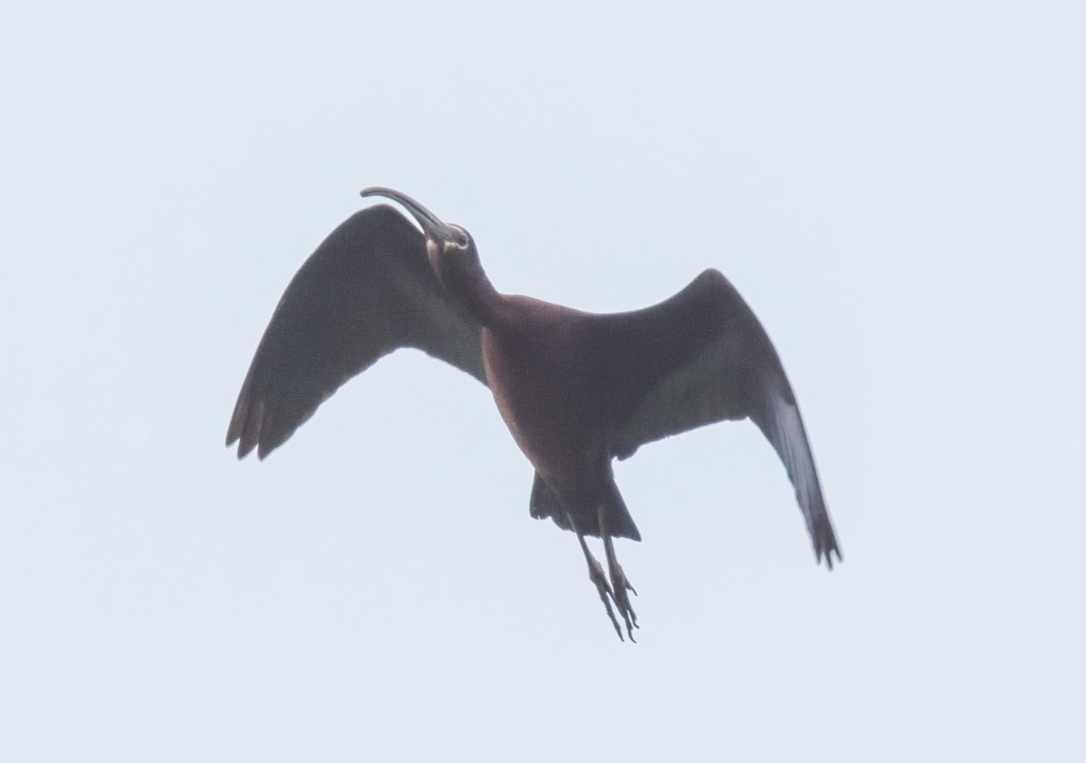 White-faced Ibis - ML342008701