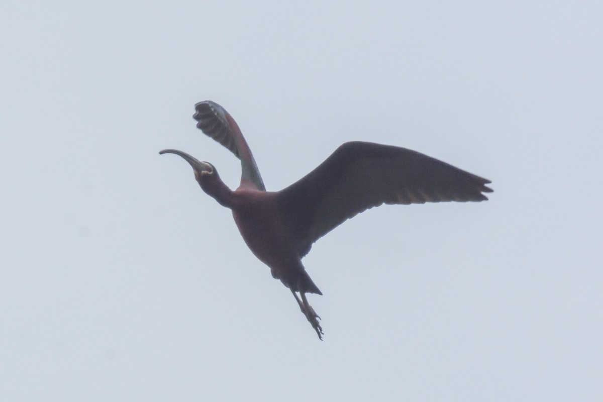 White-faced Ibis - ML342008711