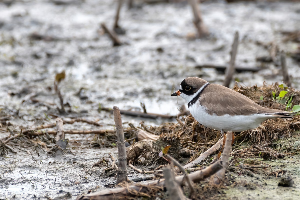 Semipalmated Plover - ML342009321