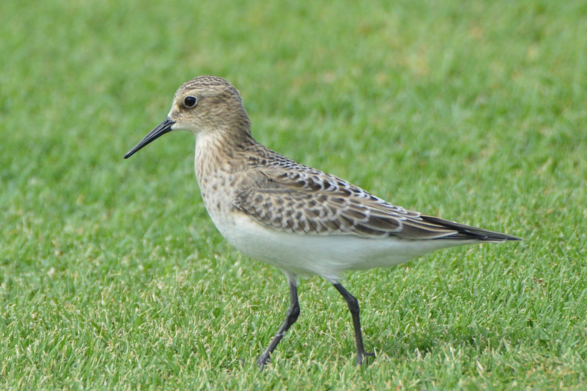 Baird's Sandpiper - ML34200961