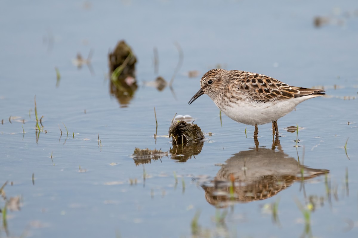 Least Sandpiper - ML342009731