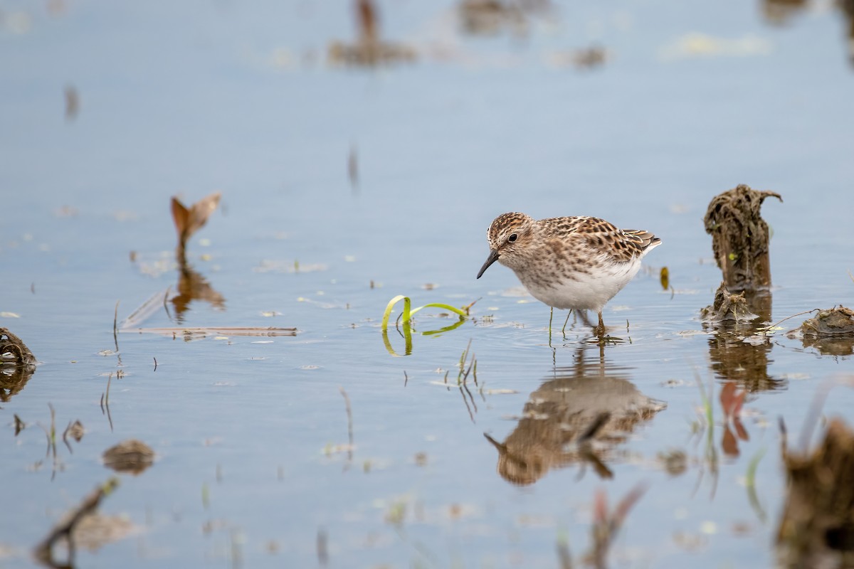 pygmésnipe - ML342009881