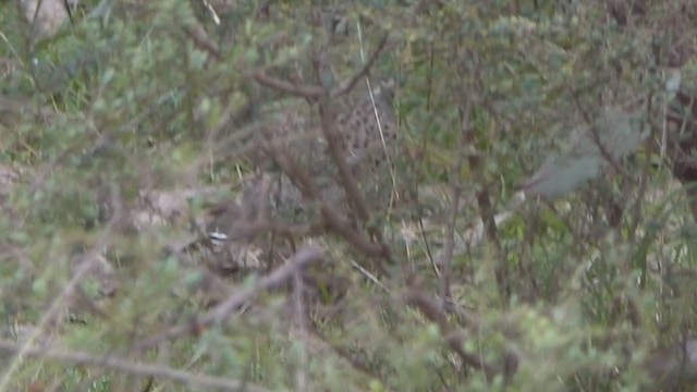 Spotted Quail-thrush - ML342012351