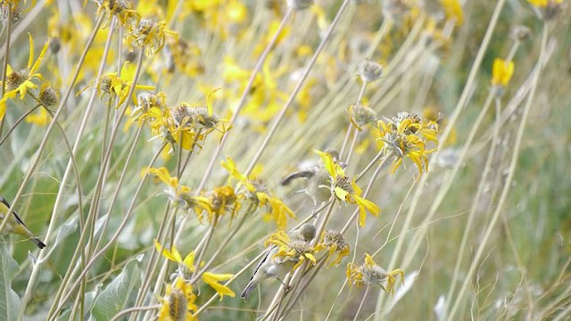 Lesser Goldfinch - ML342014161