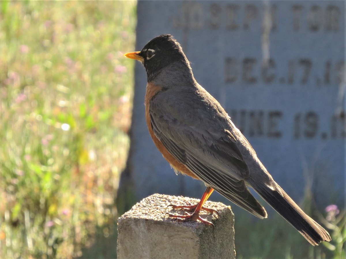 American Robin - ML342014761