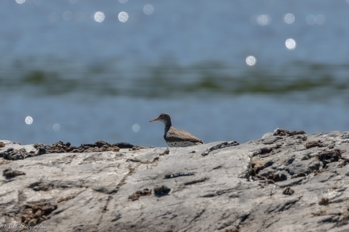 Spotted Sandpiper - ML342017151