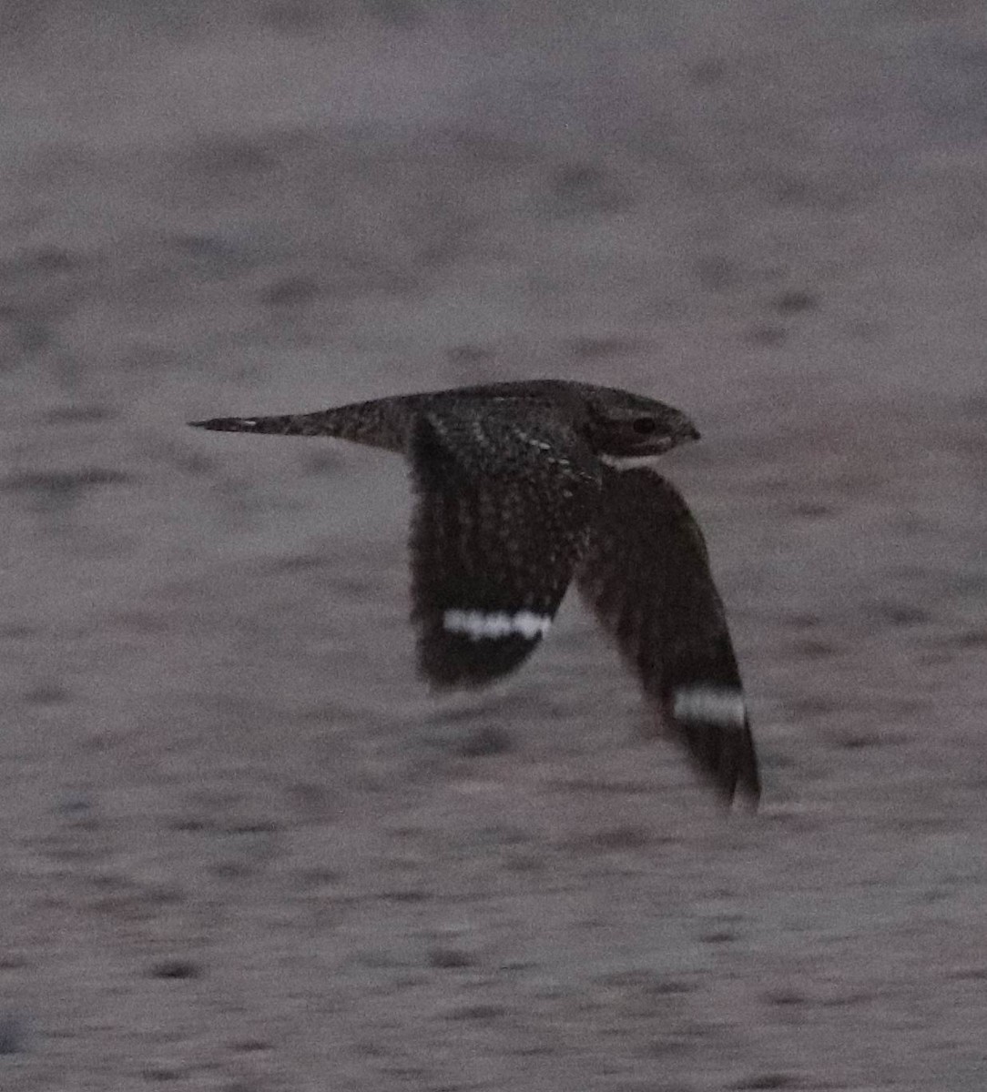 Lesser Nighthawk - William Scott