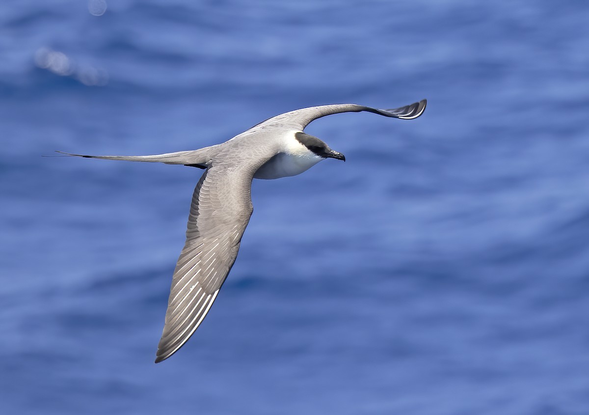 Long-tailed Jaeger - Tammy McQuade