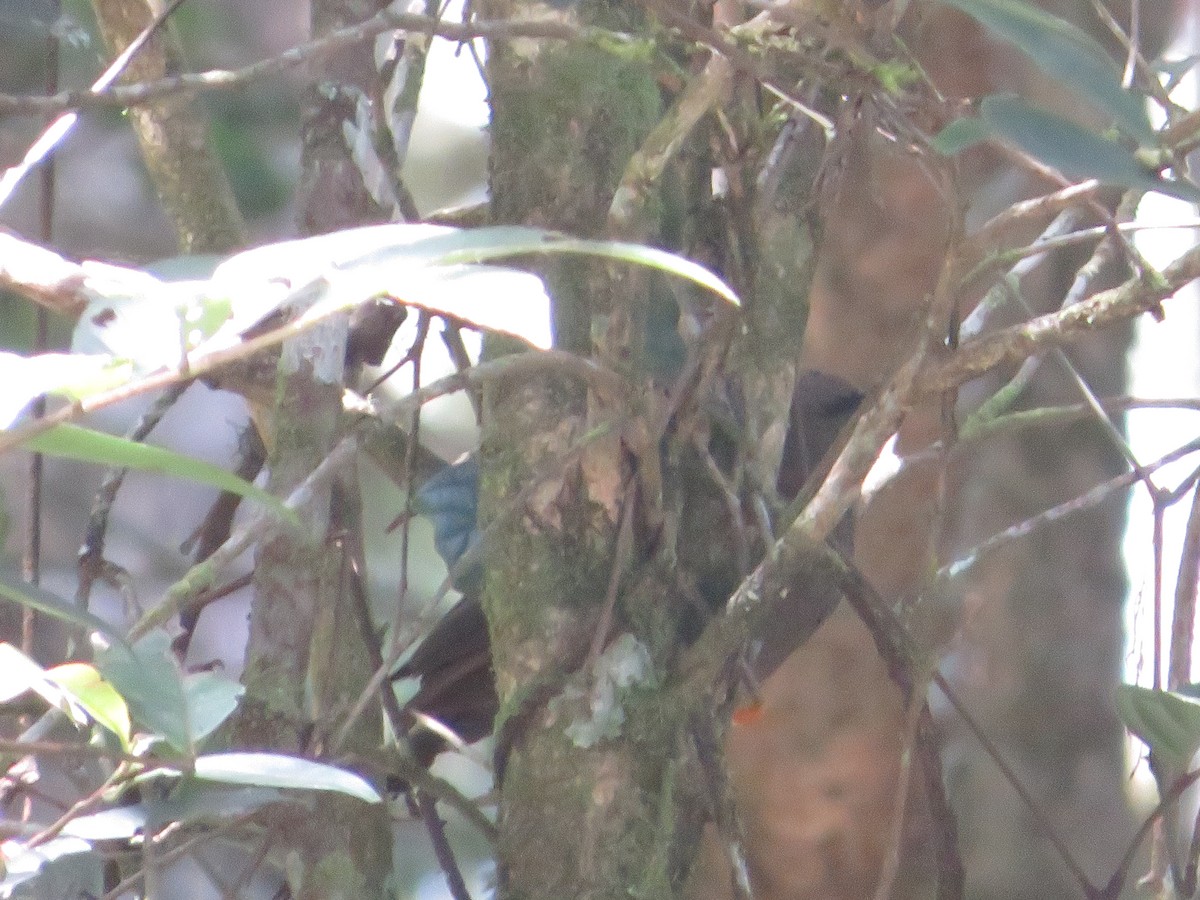 Sulawesi Thrush - Owen Robertson