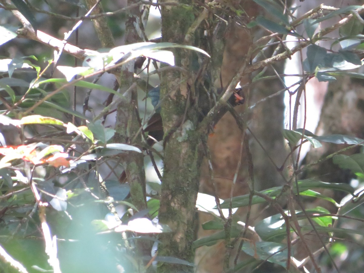 Sulawesi Thrush - Owen Robertson