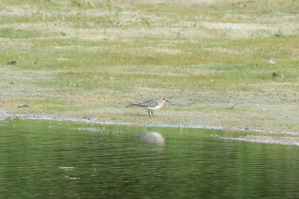 Baird's Sandpiper - Dustin Welch