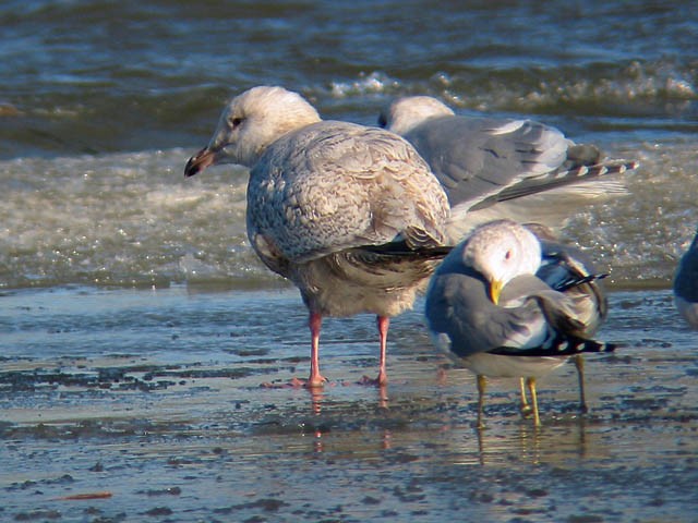 Gaviota Argéntea x Gavión Hiperbóreo (híbrido) - ML34202021