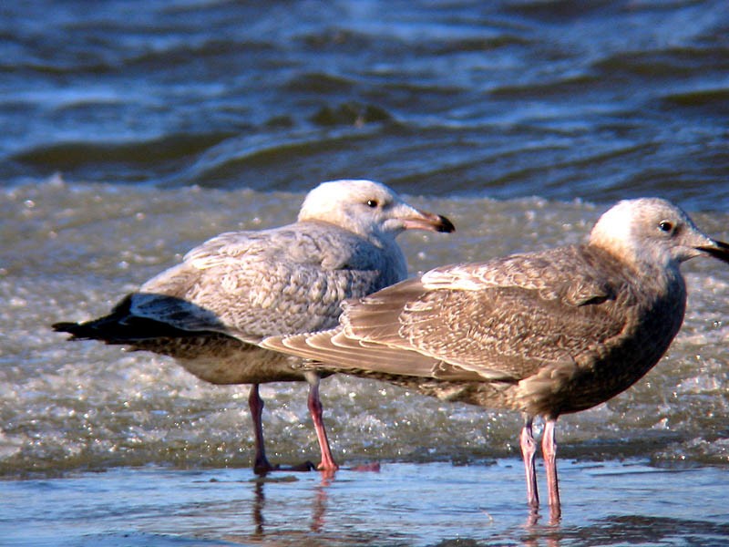 Gaviota Argéntea x Gavión Hiperbóreo (híbrido) - ML34202031