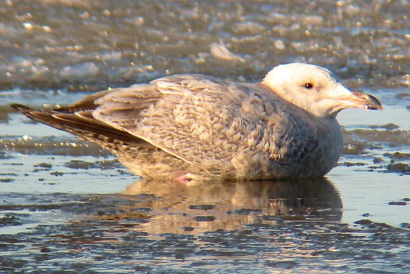 Herring x Glaucous Gull (hybrid) - Greg Gillson