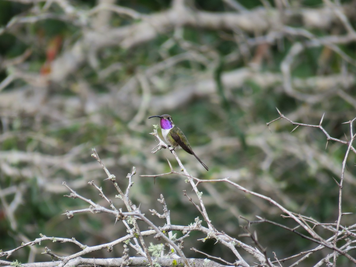 Mexican Sheartail - ML34202091