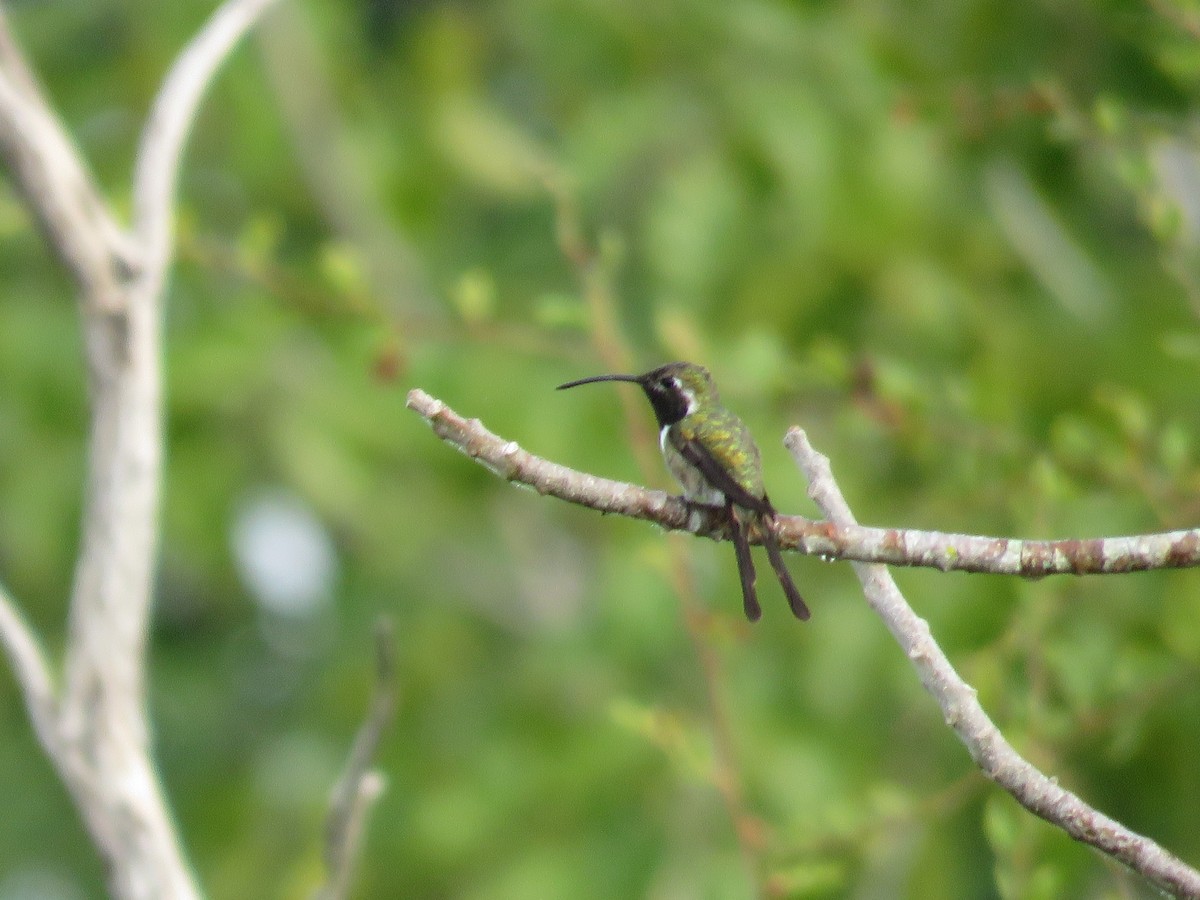 Mexican Sheartail - James Telford