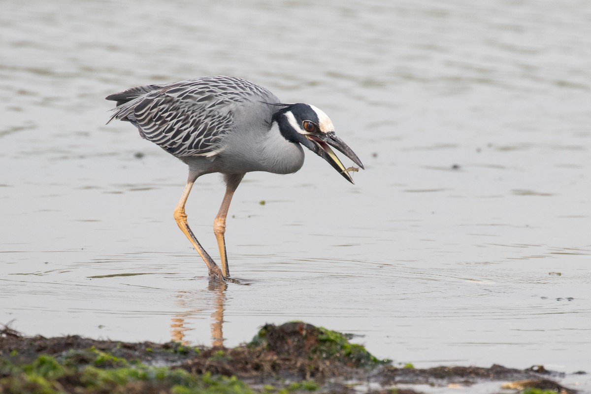 Yellow-crowned Night Heron - Ryan Mandelbaum
