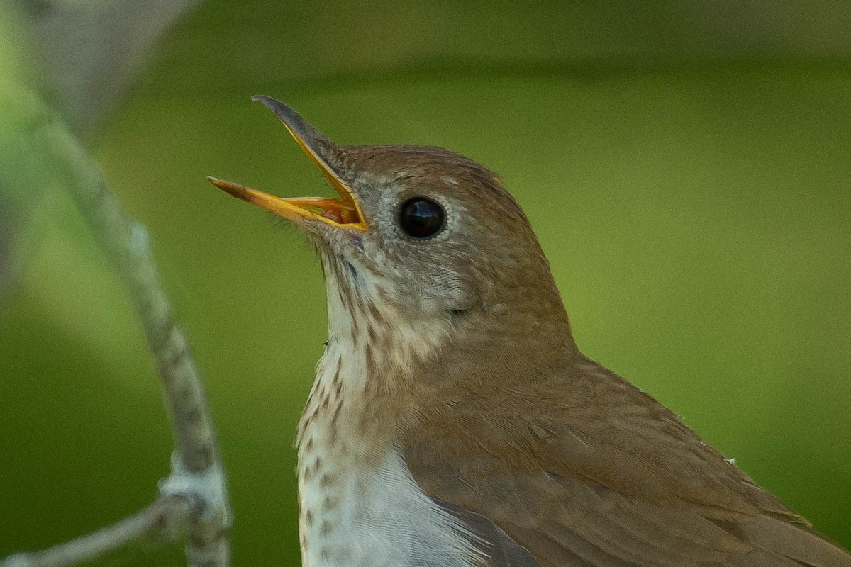 Veery - Gerry Gerich