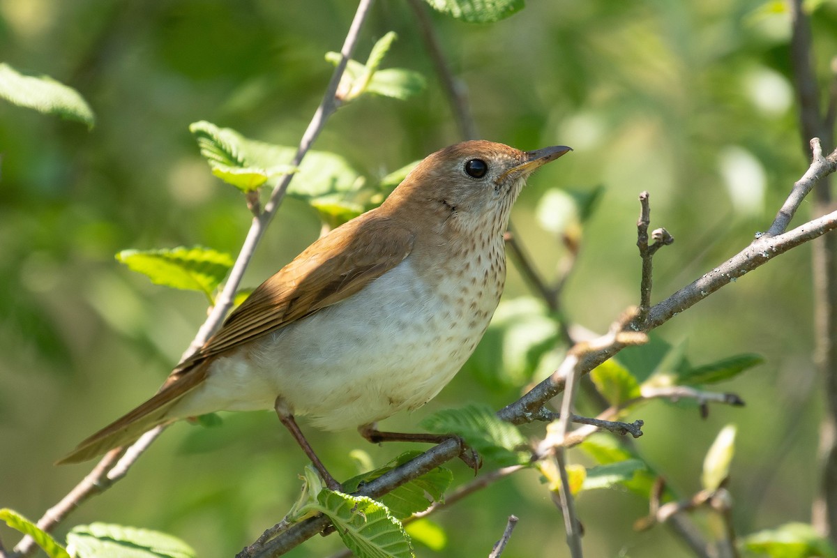 Veery - Gerry Gerich