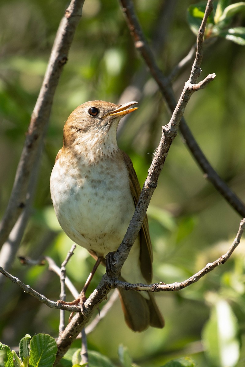 Veery - Gerry Gerich