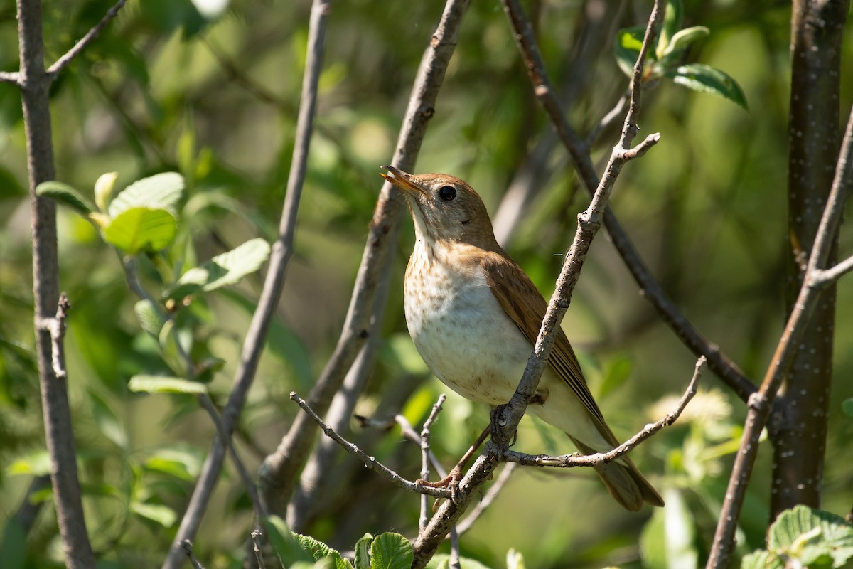 Veery - Gerry Gerich