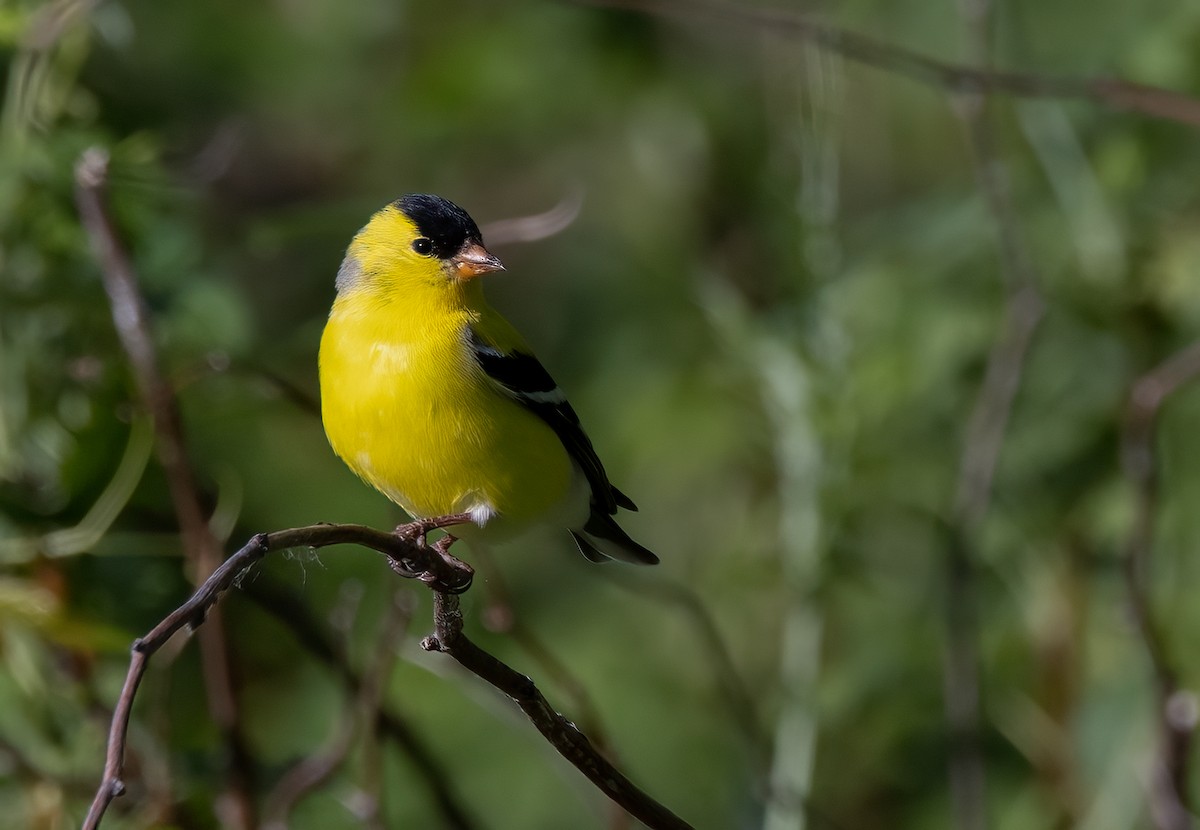 American Goldfinch - ML342022311