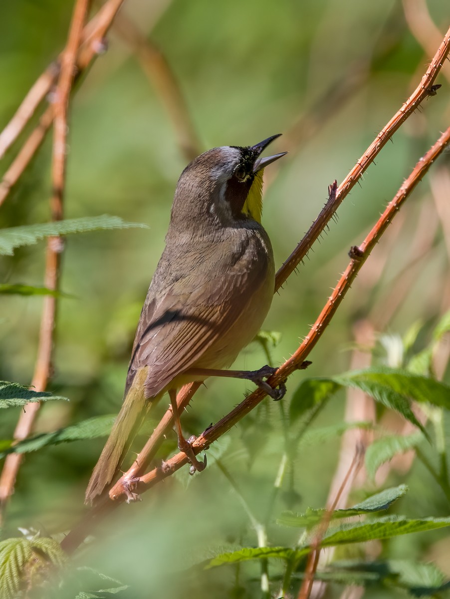 Common Yellowthroat - Suzanne Labbé