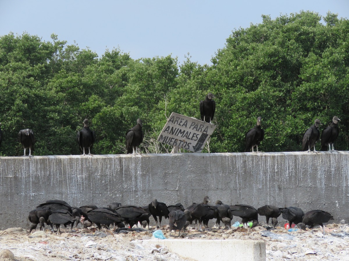 Black Vulture - ML34202321