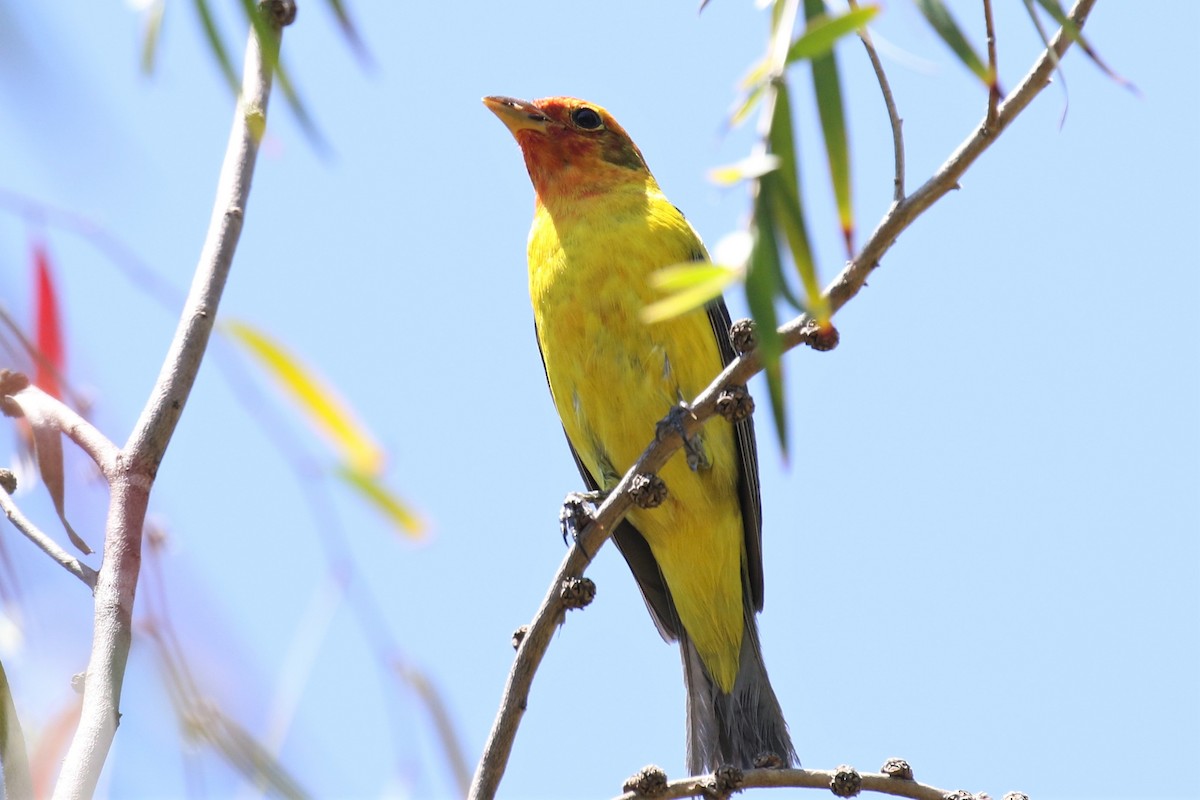 Western Tanager - ML342023621