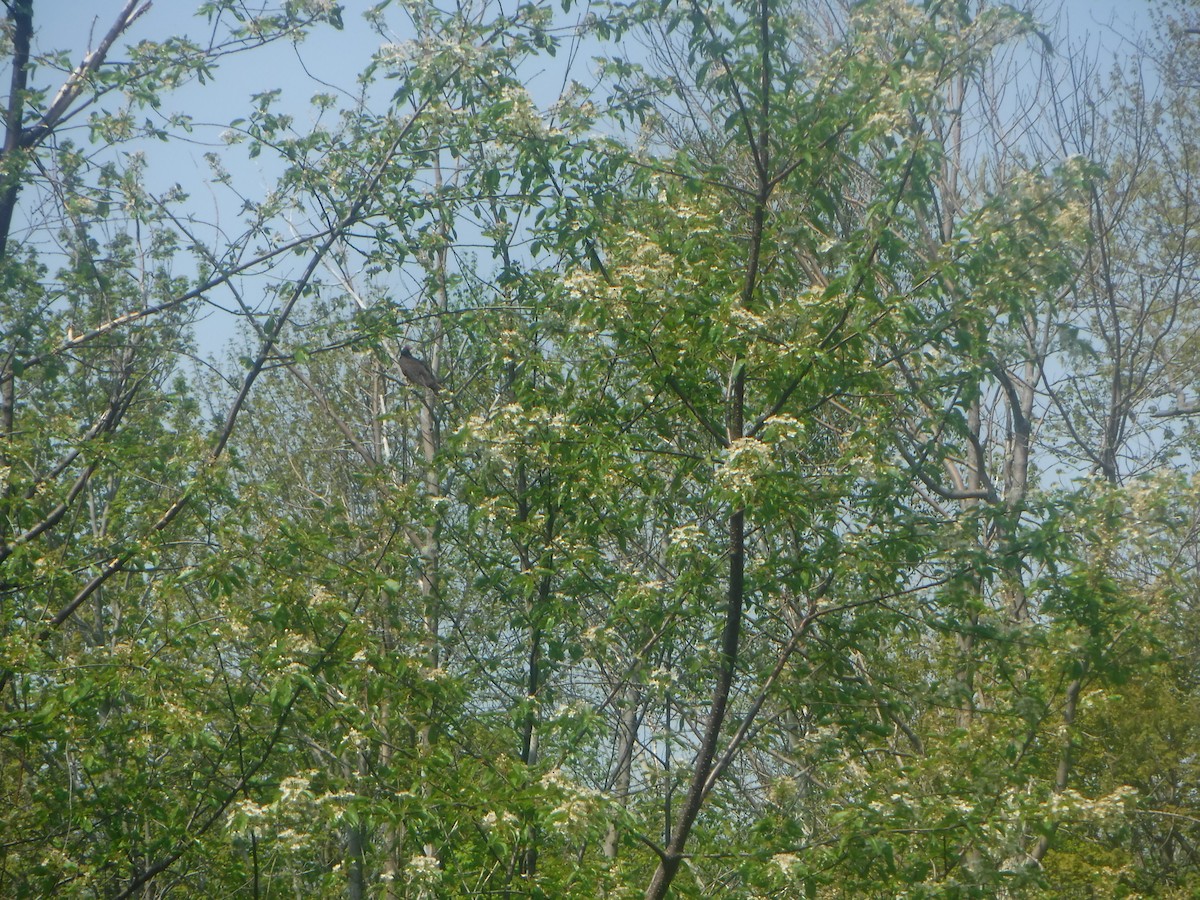 Turkey Vulture - ML342025491