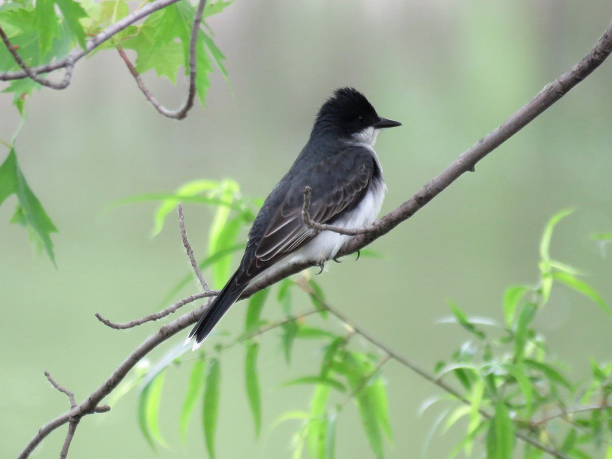 Eastern Kingbird - Pete Fenner