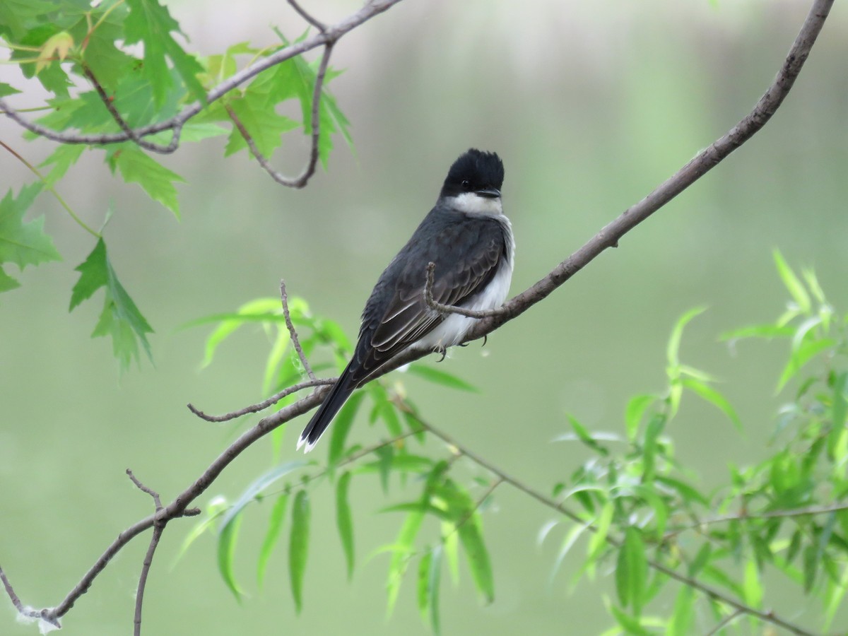 Eastern Kingbird - ML342026211