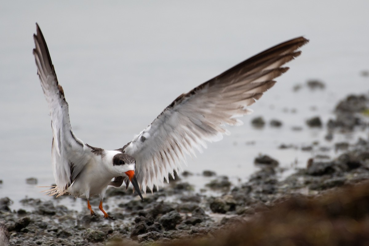 Black Skimmer - ML342026481