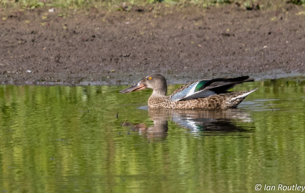 Northern Shoveler - ML34202671