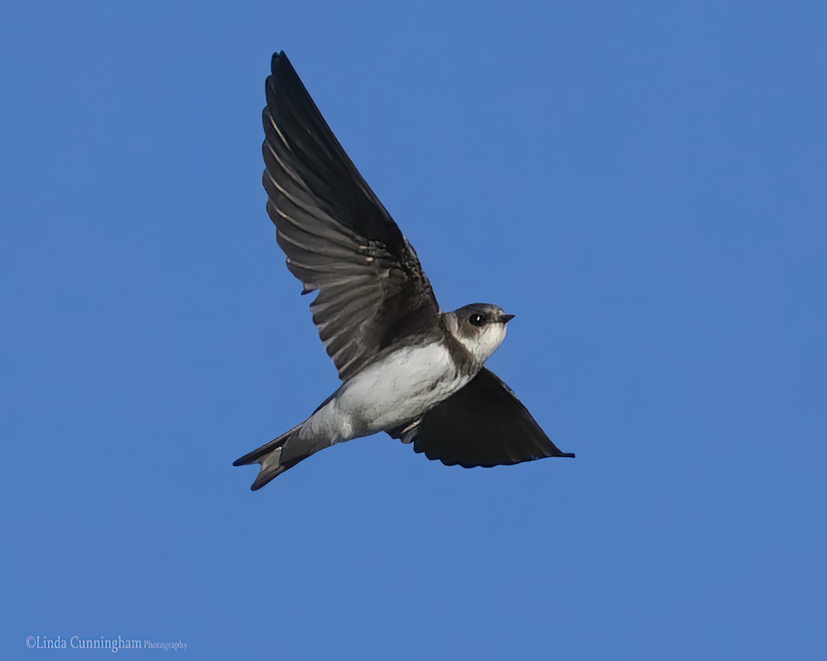 Bank Swallow - Linda Cunningham