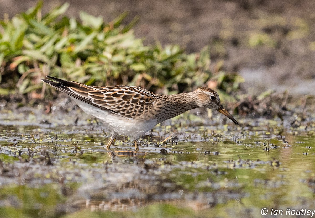 Bécasseau à poitrine cendrée - ML34203031