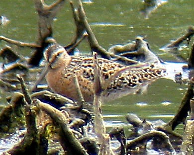 Short-billed Dowitcher - ML34203591