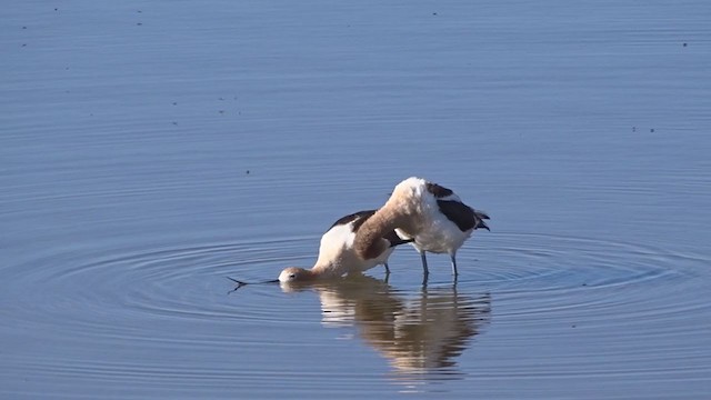 Avoceta Americana - ML342036871